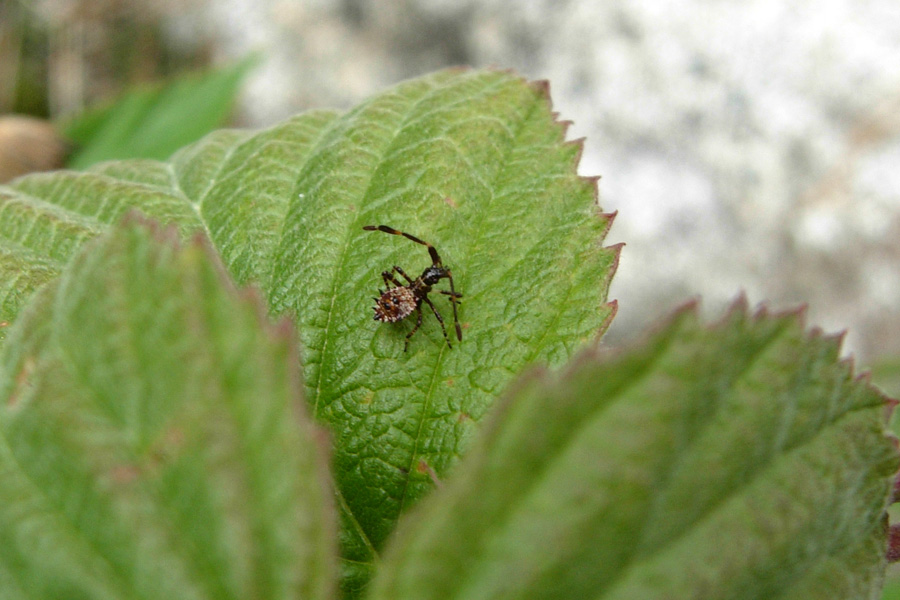 Piccoli Coreidae crescono